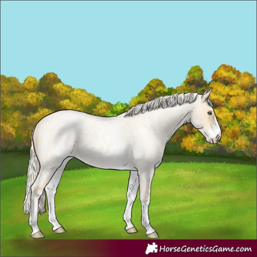 Horse Color:White Spotted Gold Cream Champagne Roan 