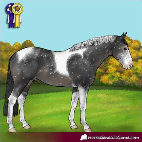 Horse Color:Black Sabino Tobiano Appaloosa 