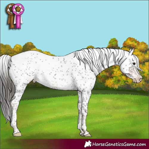 Horse Color:Liver Chestnut Sabino Appaloosa