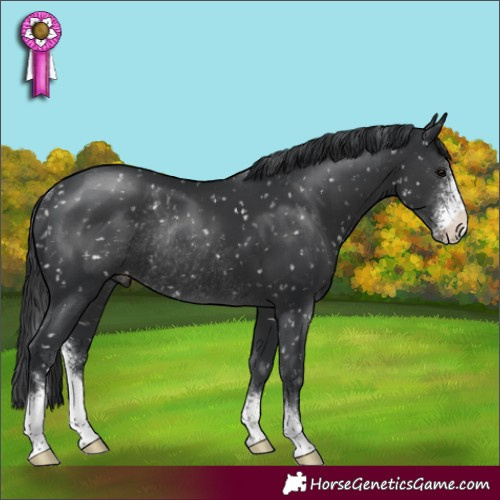 Horse Color:Black Sabino Appaloosa Rabicano 