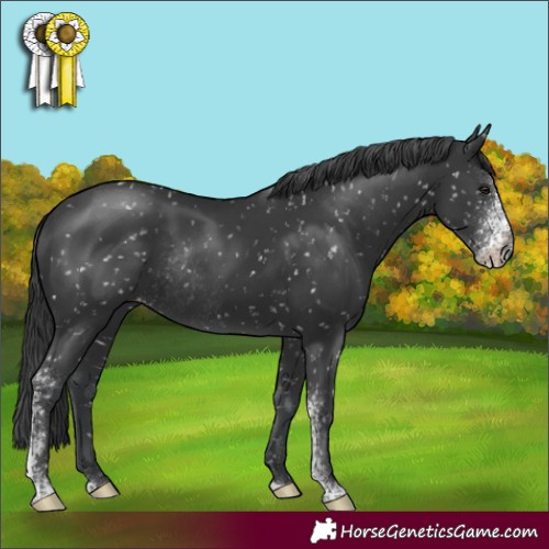 Horse Color:Black Sabino Appaloosa Rabicano 