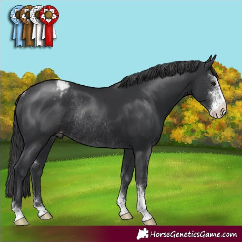 Horse Color:Black Sabino Appaloosa Rabicano