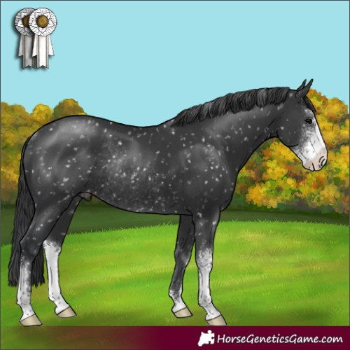 Horse Color:Black Sabino Appaloosa Rabicano 