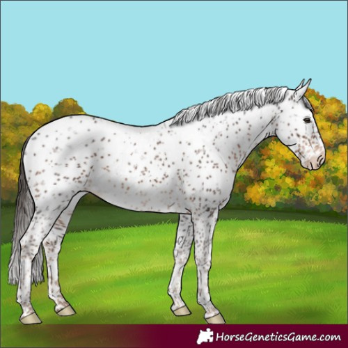 Horse Color:Liver Chestnut Sabino Appaloosa 