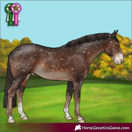 Horse Color:Liver Chestnut Sabino Appaloosa Rabicano