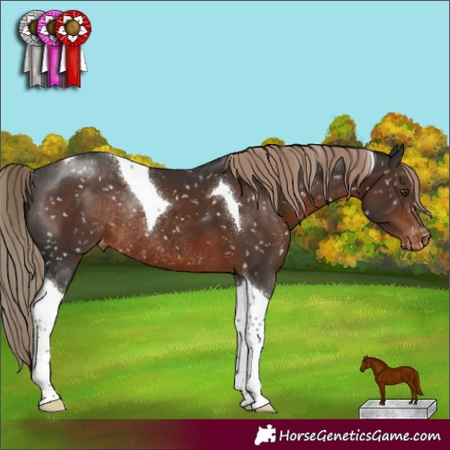 Horse Color:Liver Chestnut Tobiano Appaloosa Rabicano 