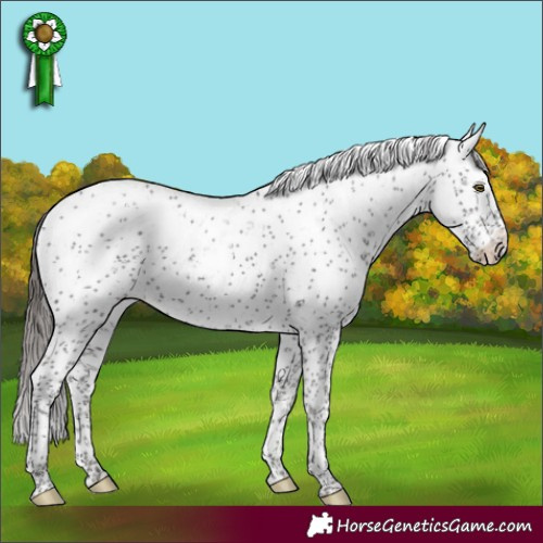 Horse Color:Liver Chestnut Sabino Appaloosa Rabicano 