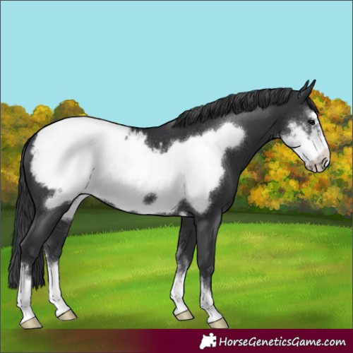 Horse Color:Black Sabino Frame Appaloosa 