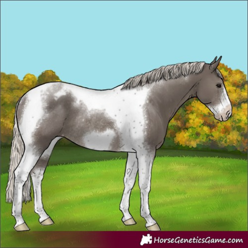Horse Color:Silver Smoky Black Tobiano Frame Appaloosa Rabicano 