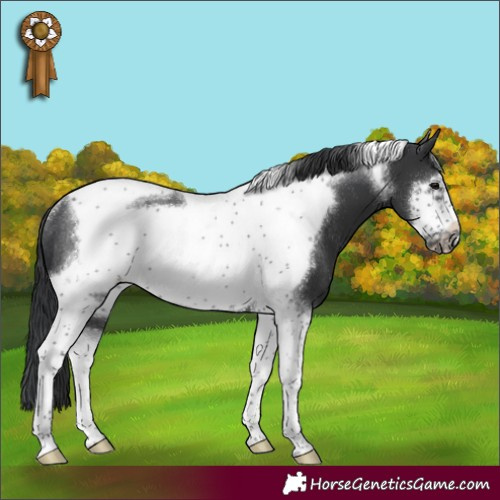 Horse Color:Black Tobiano Frame Rabicano 