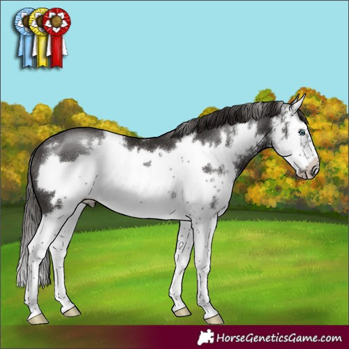 Horse Color:Liver Chestnut Sabino Splash Frame 