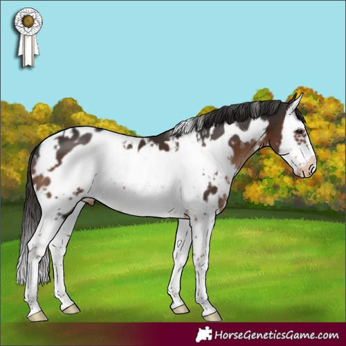 Horse Color:White Spotted Liver Chestnut Sabino Splash Frame Appaloosa 