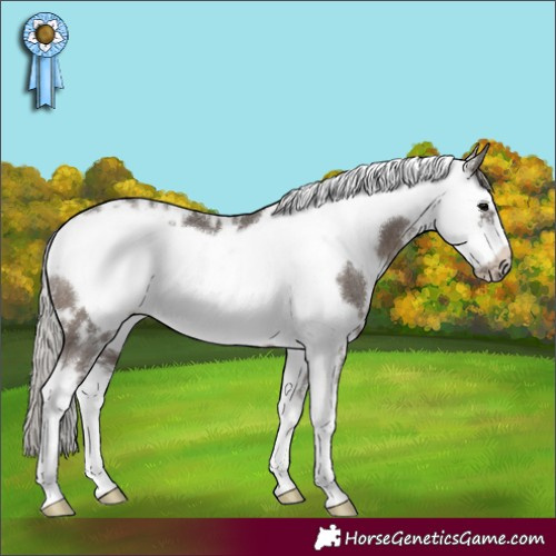 Horse Color:White Spotted Silver Black Sabino Frame Rabicano 