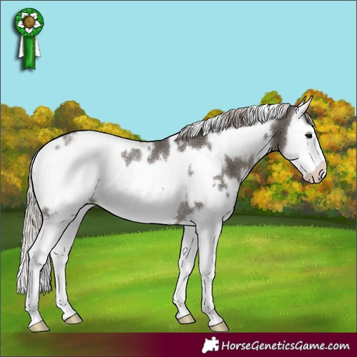 Horse Color:White Spotted Silver Black Splash Frame Rabicano 
