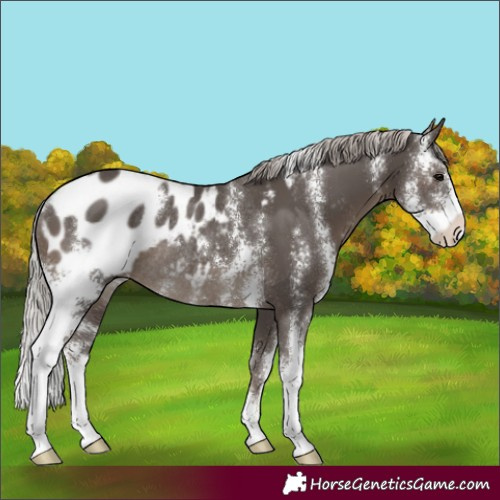 Horse Color:Silver Black Sabino Appaloosa Rabicano 