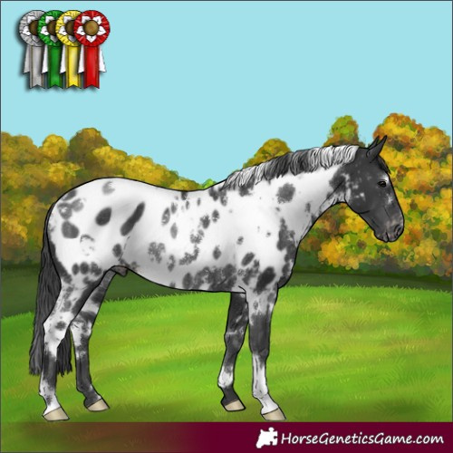 Horse Color:White Spotted Black Appaloosa Rabicano 
