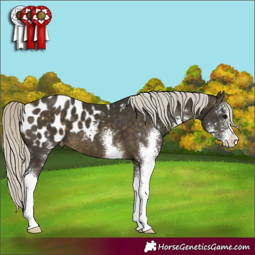 Horse Color:Silver Buckskin Sabino Appaloosa 