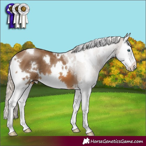 Horse Color:White Spotted Chocolate Palomino Splash