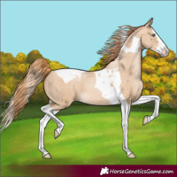 Horse Color:Buckskin Pearl Splash Tobiano 