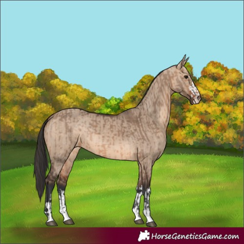 Horse Color:Brown Dun  and Brown Dun 