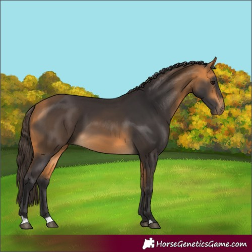 Horse Color:Buckskin 