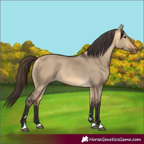 Horse Color:Buckskin Dun 