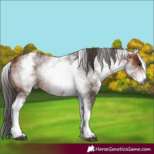 Horse Color:Gray White Spotted Bay Rabicano 