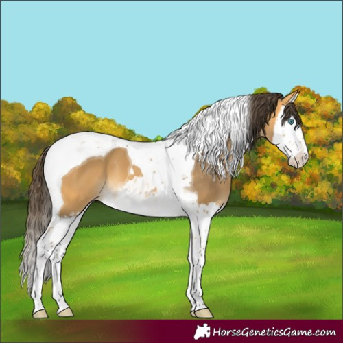 Horse Color:Buckskin Splash Tobiano Varnish 