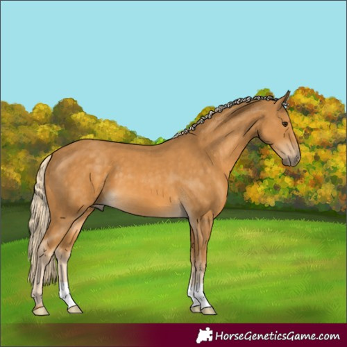 Horse Color:Palomino 