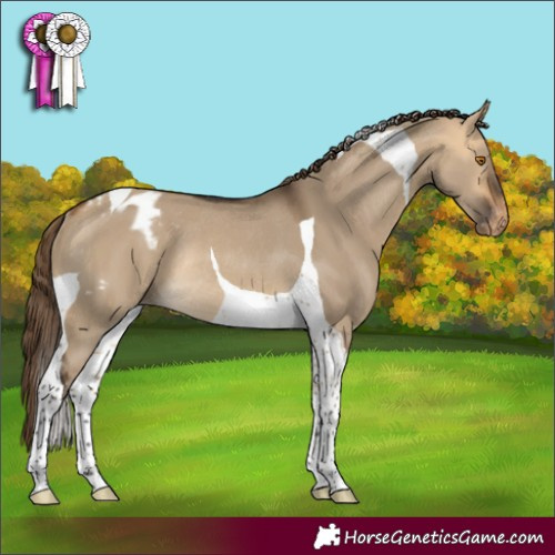 Horse Color:Buckskin Dun Tobiano Appaloosa Rabicano