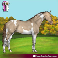 Horse Color:Buckskin Dun Tobiano Appaloosa Rabicano
