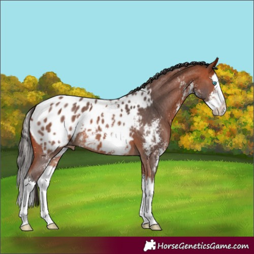 Horse Color:Bay Sabino Splash Blanket 