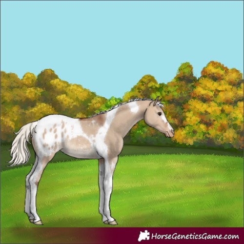 Horse Color:Silver Brown Dun Tobiano Appaloosa Rabicano 
