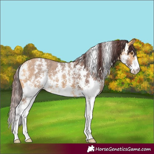 Horse Color:Chocolate Buckskin Sabino 