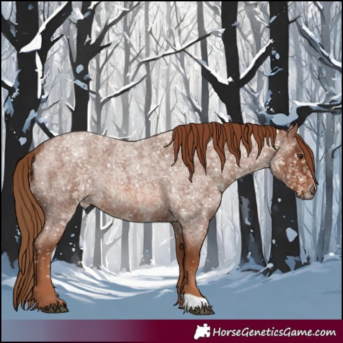 Horse Color:Red Roan Rabicano 