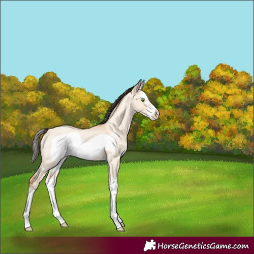 Horse Color:Amber Champagne Roan Dun Splash Frame Rabicano 