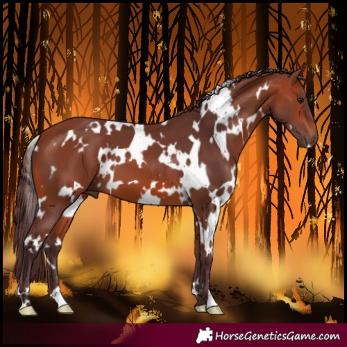 Horse Color:White Spotted Chocolate Bay 