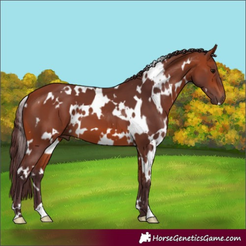 Horse Color:White Spotted Chocolate Bay 