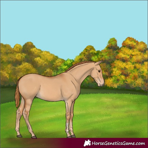 Horse Color:Unknown
