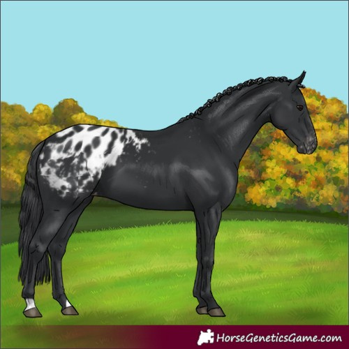 Horse Color:Black Appaloosa 