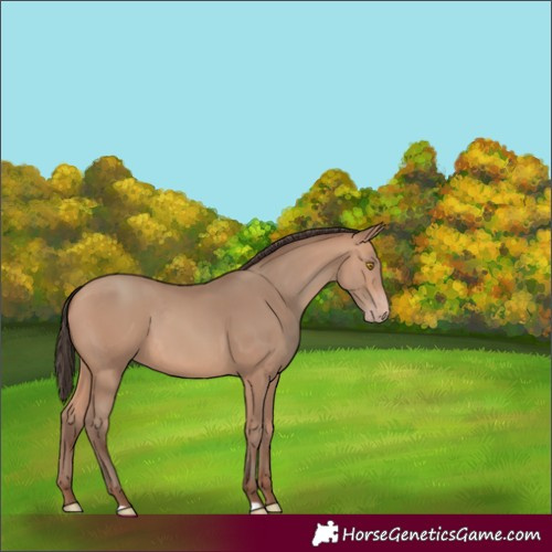 Horse Color:Unknown