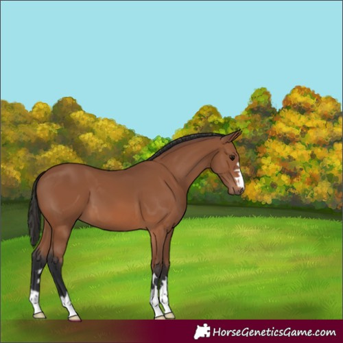 Horse Color:Unknown 