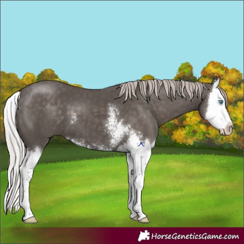 Horse Color:Silver Black Sabino Splash