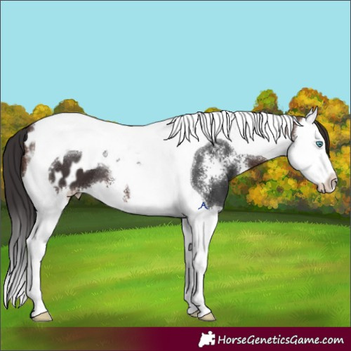 Horse Color:Brown Sabino Splash Tobiano Appaloosa 