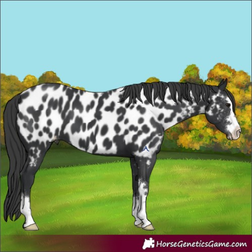 Horse Color:Black Appaloosa 