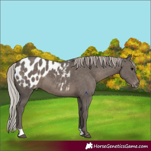 Horse Color:Silver Black Appaloosa 