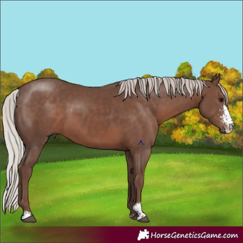 Horse Color:Silver Black Sabino 