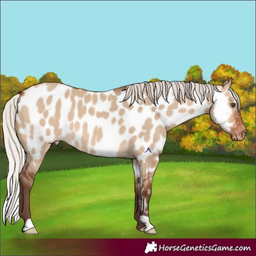 Horse Color:Silver Bay Dun Appaloosa 