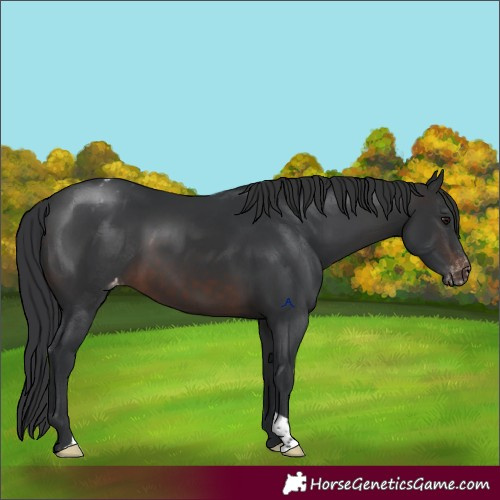 Horse Color:Brown Appaloosa 