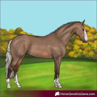 Horse Color:Silver Brown Dun 
